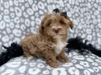 Harley, a female Shihpoo for sale in Lakeland, FL – Photo 1 of 8