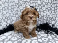 Harley, a female Shihpoo for sale in Lakeland, FL – Photo 6 of 8