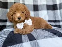 Bolt, a male Yorkipoo for sale in Lakeland, FL – 1 of 10