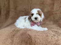 Pierce, a male Poodle - Miniature  for sale in Lakeland, FL – 6 of 8