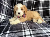 Cobra, a male Cavapoo for sale in Lakeland, FL – 6 of 8