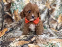 Lucky, a male Cavapoo for sale in Lakeland, FL – 5 of 9