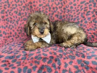 Oscar, a male Miniature Aussiedoodle for sale in Lakeland, FL – 2 of 9