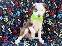 Buck, a male Miniature Australian Shepherd for sale in Lakeland, FL – 5 of 9