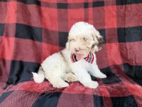 Slade, a male Cockapoo for sale in Lakeland, FL – 7 of 8