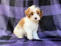 Sugar, a female Cavapoo for sale in Lakeland, FL – 4 of 8