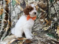 Chip, a male Poodle - Miniature  for sale in Lakeland, FL – 4 of 7