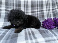 Kodak, a male Shihpoo for sale in Lakeland, FL – Photo 3 of 9