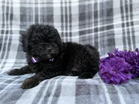 Kodak, a male Shihpoo for sale in Lakeland, FL – Photo 5 of 9
