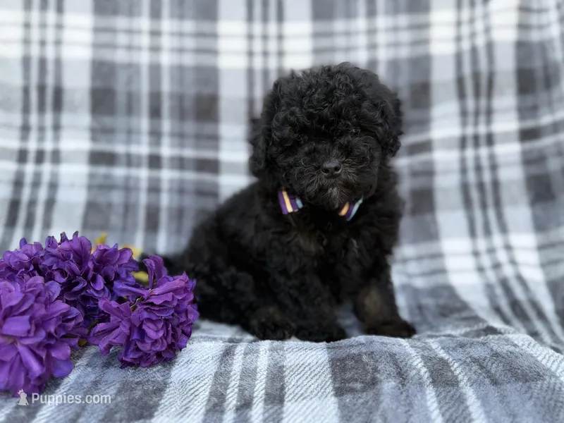 Kodak, a male Shihpoo for sale in Lakeland, FL – Photo 1 of 9