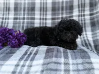 Kodak, a male Shihpoo for sale in Lakeland, FL – Photo 4 of 9