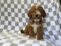 Cosmo, a male Miniature Goldendoodle for sale in Lakeland, FL – 5 of 8