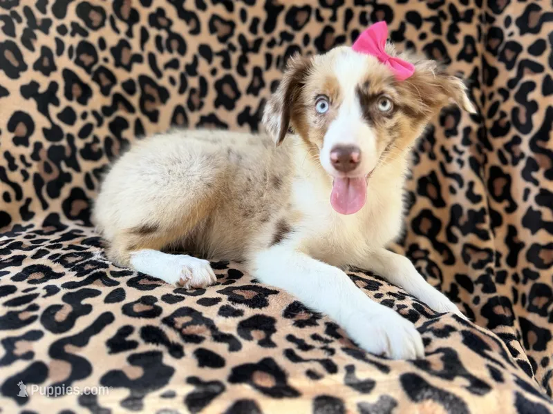 Brynlee – Miniature Australian Shepherd puppy for sale in Lakeland, FL