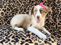 Brynlee, a female Miniature Australian Shepherd for sale in Lakeland, FL – 1 of 7