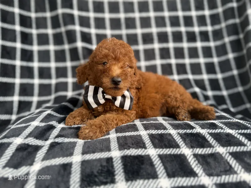 Levi – Goldendoodle puppy for sale in Lakeland, FL