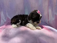 Fern, a female Cockapoo for sale in Lakeland, FL – 2 of 7
