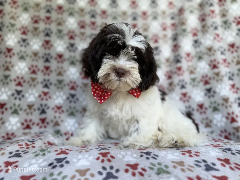 Asher – Shihpoo puppy for sale in Lakeland, FL