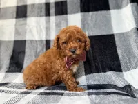 Scout, a male Miniature Goldendoodle for sale in Lakeland, FL – 3 of 8