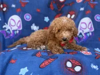 Felix, a male Poodle - Miniature  and Miniature Goldendoodle for sale in Lakeland, FL – 4 of 9