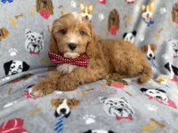 Chance, a male Cavapoo for sale in Lakeland, FL – 2 of 9