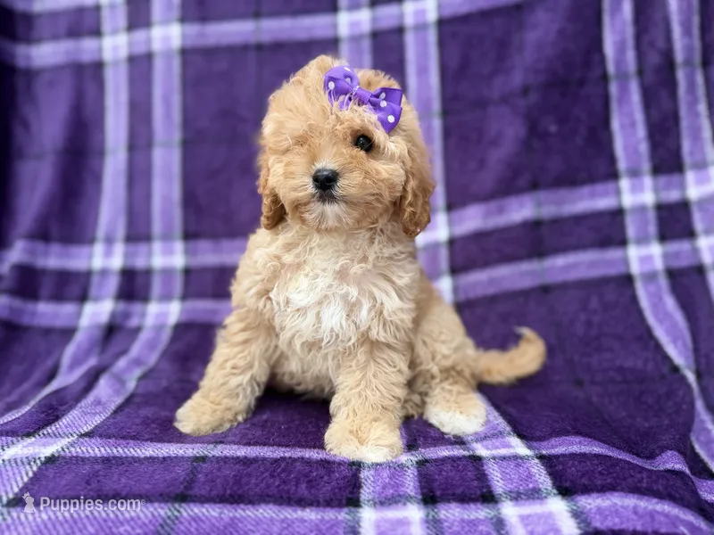 Ayla – Cavapoo puppy for sale in Lakeland, FL