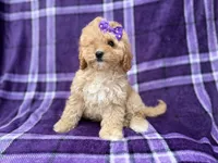Ayla, a female Cavapoo for sale in Lakeland, FL – 1 of 8