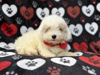 Hex, a male Bichpoo for sale in Lakeland, FL – 6 of 10