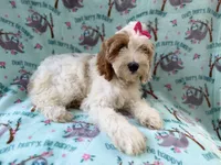 Tilly, a female Cockapoo for sale in Lakeland, FL – 3 of 9