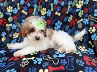 Candy, a female Poodle - Miniature  for sale in Lakeland, FL – 3 of 7