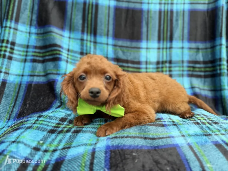 Dakota – Cavapoo puppy for sale in Lakeland, FL