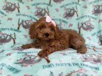 Remi, a female Cockapoo and Poodle - Miniature  for sale in Lakeland, FL – 2 of 8