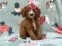 Buttercup , a female Cavapoo for sale in Lakeland, FL – 2 of 7