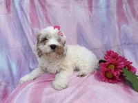 Flower, a female Cavapoo for sale in Lakeland, FL – Photo 7 of 9