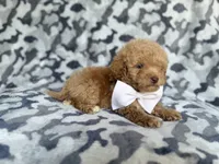 Freddy, a male Cockapoo and Poodle - Miniature  for sale in Lakeland, FL – 3 of 8