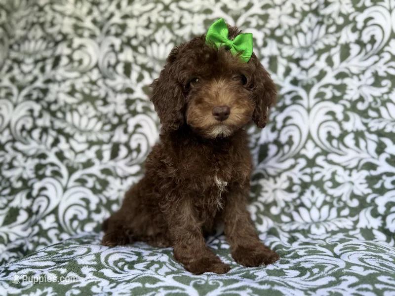 Claire – Cavapoo puppy for sale in Lakeland, FL