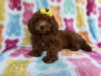 Buttons, a female Yorkipoo for sale in Lakeland, FL – 2 of 9