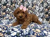 Rain, a female Cockapoo for sale in Lakeland, FL – 8 of 9