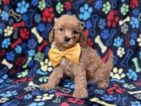 Lane, a male Cavapoo for sale in Lakeland, FL – 5 of 8