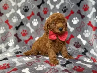 Smokey, a male Miniature Goldendoodle for sale in Lakeland, FL – 7 of 8