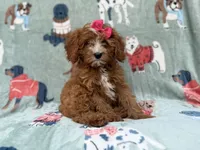 Buttercup , a female Cavapoo for sale in Lakeland, FL – 5 of 7