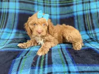 Trixie, a female Cockapoo for sale in Lakeland, FL – 9 of 9