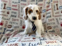 Tony, a male Cockapoo for sale in Lakeland, FL – 7 of 9