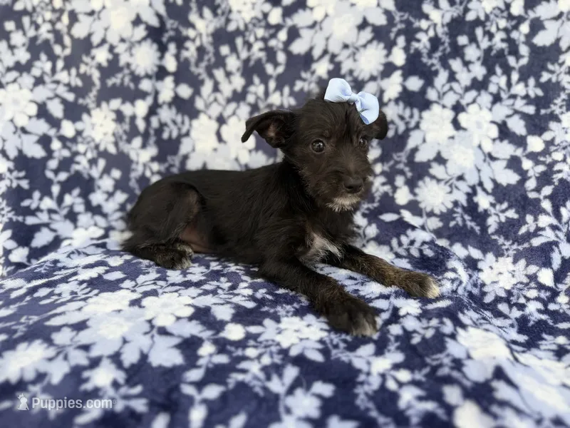 Ava – Miniature Schnauzer puppy for sale in Lakeland, FL