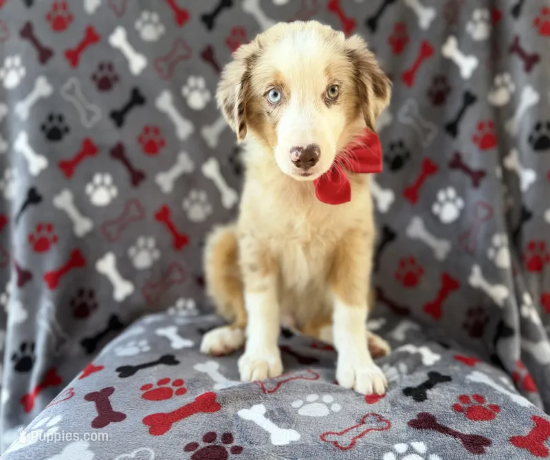 Browser – Miniature Australian Shepherd puppy for sale in Lakeland, FL