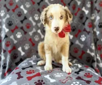 Browser, a male Miniature Australian Shepherd for sale in Lakeland, FL – 1 of 8