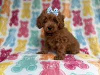 Rosie, a female Cockapoo and Poodle - Miniature  for sale in Lakeland, FL – 2 of 7