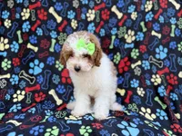 Candy, a female Poodle - Miniature  for sale in Lakeland, FL – 2 of 8