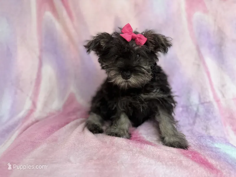 Phoebe – Miniature Schnauzer puppy for sale in Lakeland, FL