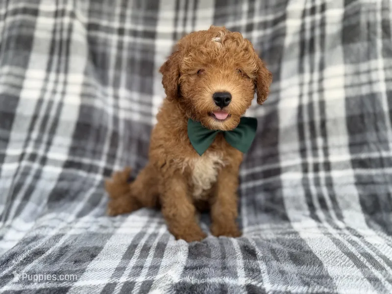 Ozzy – Miniature Aussiedoodle puppy for sale in Lakeland, FL