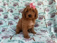 Blaire, a female Cavapoo for sale in Lakeland, FL – 7 of 7